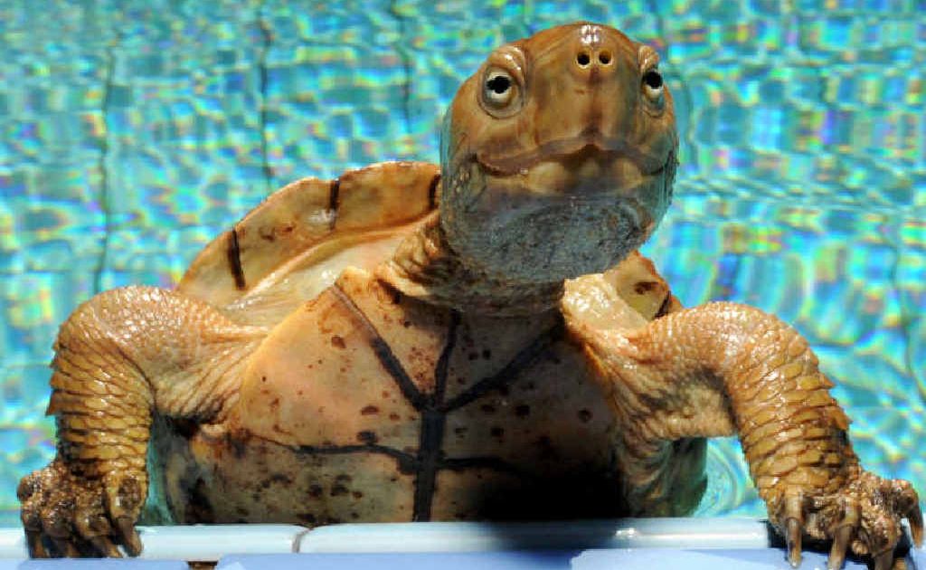 A turtle gets out of a swimming pool in Essaouira, Morocco. A turtle gets out of a swimming pool in Essaouira, Morocco.